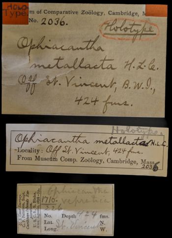 Media type: image;   Invertebrate Zoology OPH-2036 Description: Labels for this specimen included in the specimen tray.;  Aspect: labels